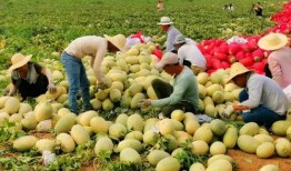 新疆吃瓜网红是谁,揭秘新疆美食界的“瓜王”